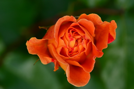 Orange rose focused in good photography section. The rose in the garden grows under the sun's rays. Flowers in the garden with buds.