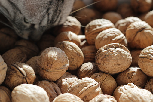 Cat smelling fresh walnuts