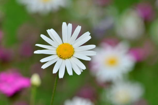 istock White and yellow daisy with colorful background 1131662951
