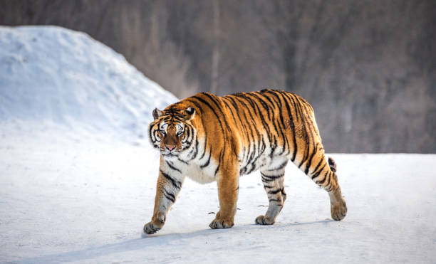 istock Siberian (Amur) tiger walks in a snowy glade in a hard frost. Very unusual image. China. Harbin. Mudanjiang province. Hengdaohezi park. Siberian Tiger Park. Winter. 1131663127