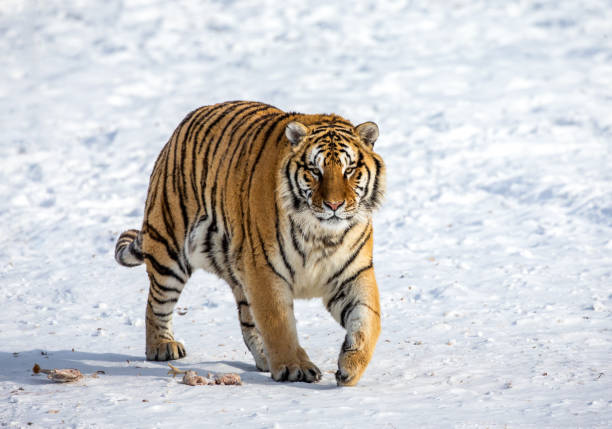 istock Siberian (Amur) tiger walks in a snowy glade in a hard frost. Very unusual image. China. Harbin. Mudanjiang province. Hengdaohezi park. Siberian Tiger Park. Winter. 1131663165