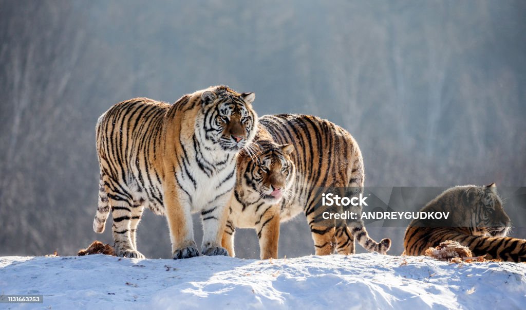 Several siberian (Amur) tigers on a snowy hill against the background of winter trees. China. Harbin. Mudanjiang province. Hengdaohezi park. Siberian Tiger Park. Winter. Hard frost. Several siberian (Amur) tigers on a snowy hill against the background of winter trees. China. Harbin. Mudanjiang province. Hengdaohezi park. Siberian Tiger Park. Winter. Hard frost. (Panthera tgris altaica) Animal Stock Photo
