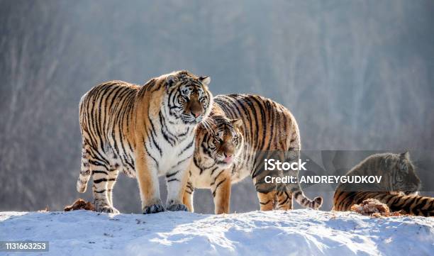 Several Siberian Tigers On A Snowy Hill Against The Background Of Winter Trees China Harbin Mudanjiang Province Hengdaohezi Park Siberian Tiger Park Winter Hard Frost Stock Photo - Download Image Now
