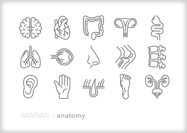 ilustrações de stock, clip art, desenhos animados e ícones de minimal anatomy human body teaching biology line icons - ovary