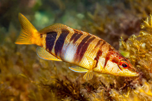 istock Painted Comber Serranus scriba near Rozi Wreck, North of Malta 1131665370