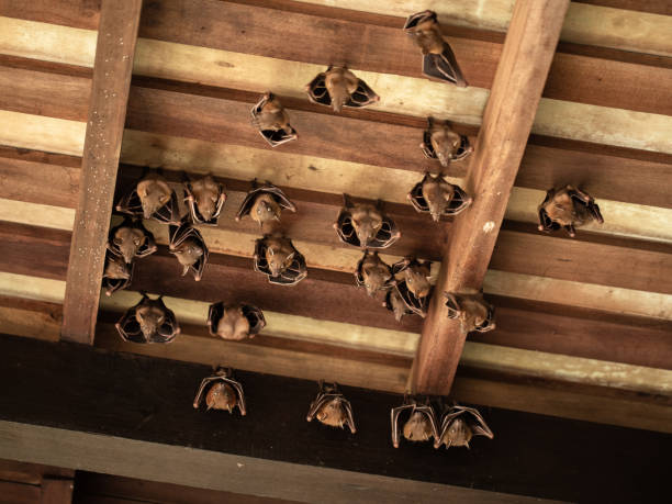 murciélago de frutas con cara de perro menor, cyneropterus brachyotis, colgando en un techo - wooden bat fotografías e imágenes de stock