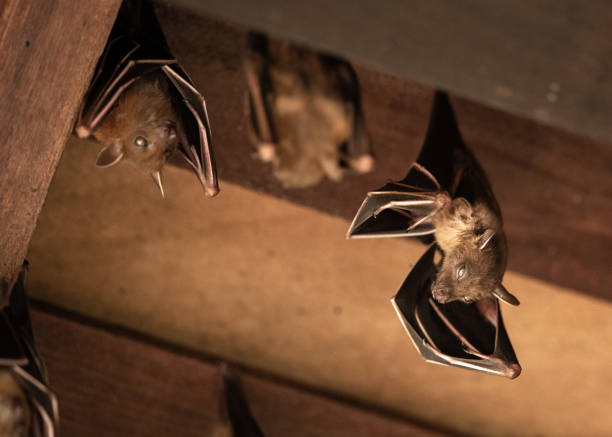 istock Lesser Dog-faced Fruit Bat, Cyneropterus brachyotis, hanging in a roof 1131665978