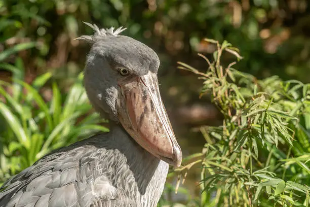 Photo of African Shoebill, Balaeniceps rex, also known as Whalehead or Shoe-billed Stork