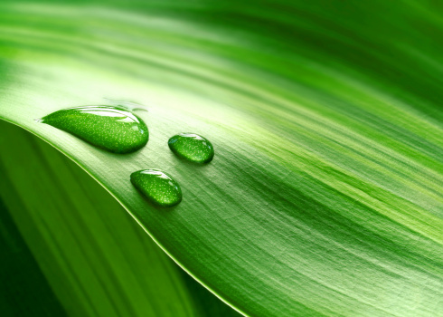 Horizontal high angle extreme closeup photo of raindrops on a green Agave plant leaf growing in an organic garden in Byron Bay, subtropical north coast of NSW in Winter.