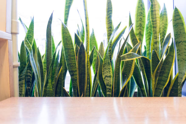 istock Pot by the window at the table. Texture and background of plants. Working space. 1131667111