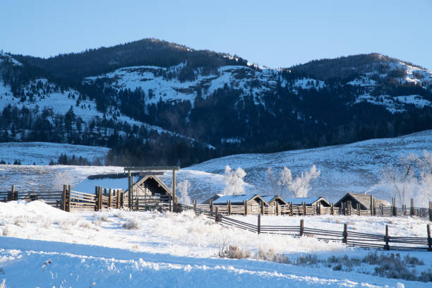 istock Winter scenary in Yellowstone 1131668374