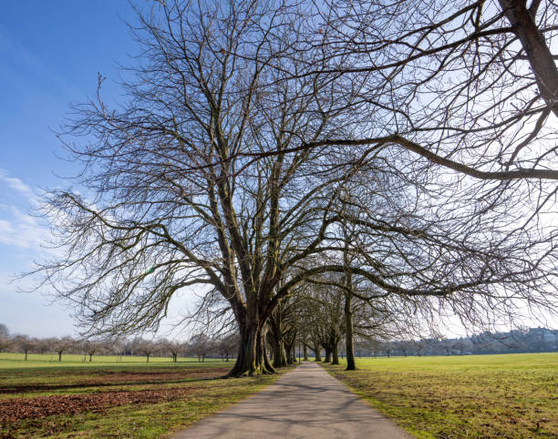 istock Harrogate stray city centre parkland in springtime Yorkshire England 1131668453