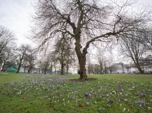 istock Harrogate stray city centre parkland in springtime Yorkshire England 1131668472