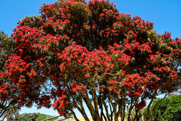 albero di natale della nuova zelanda - pohutukawa tree christmas new zealand beach foto e immagini stock