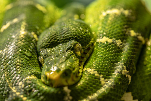 istock Emerald Tree Boa, Corallus caninus. Close up of head and body 1131672020