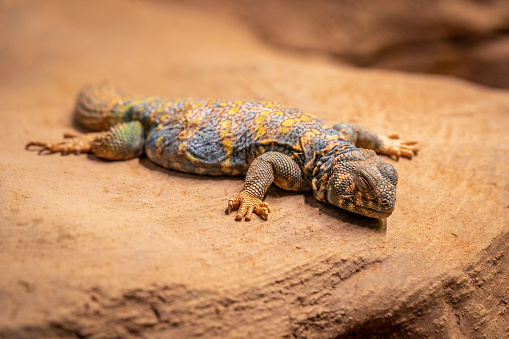 UOrnate spiny tailed lizard, Uromastyx ornata, also known as the ornate mastigure, a species of lizard in the family Agamidae. The species is endemic to the Middle East.