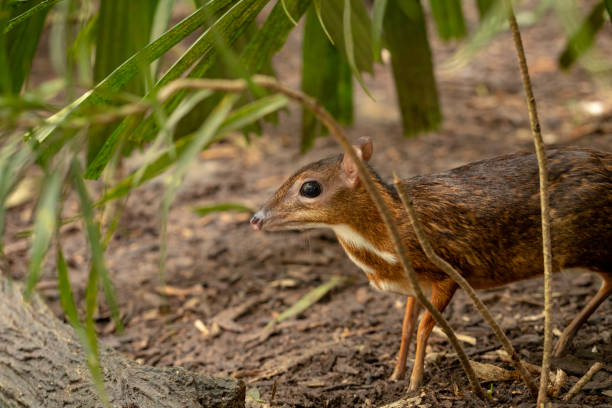 istock Lesser mousedeer, or mouse-deer, Tragulus kanchil standing in bushes 1131672040