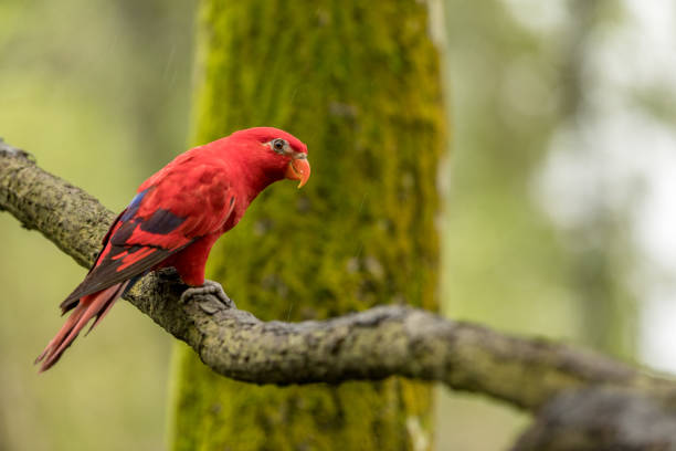 red lory, eos bornea. porträt eines kleinen bunten papageis, der auf einem ast sitzt. - rotlori stock-fotos und bilder
