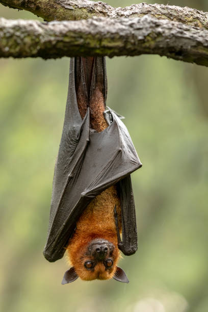 istock Large Malayan flying fox, Pteropus vampyrus, bat hanging from a branch. 1131672050