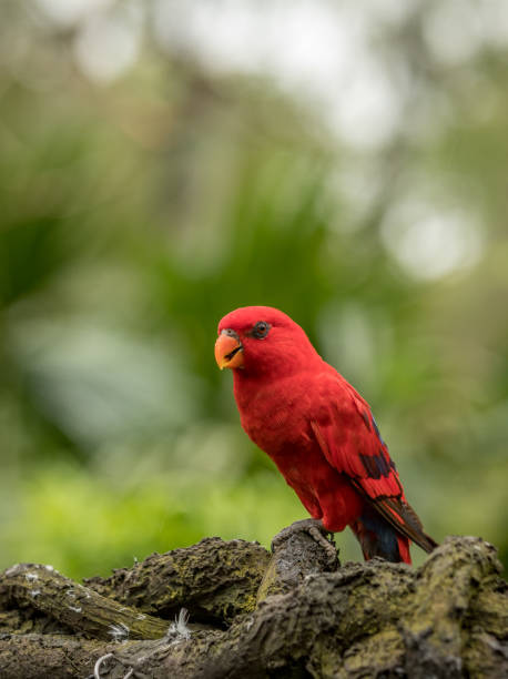 red lory, eos bornea. porträt eines kleinen bunten papageis, der auf einem ast sitzt. - rotlori stock-fotos und bilder