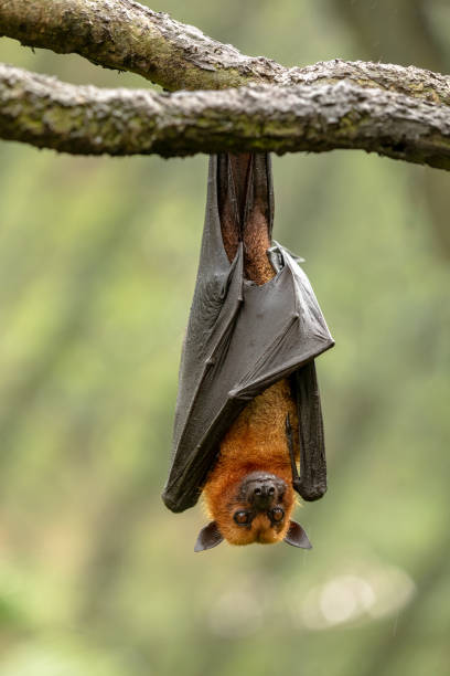 grote maleise vliegende vos, pteropus vampyrus, knuppel die van een tak hangt. - vleerhond stockfoto's en -beelden