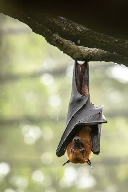 istock Large Malayan flying fox, Pteropus vampyrus, bat hanging from a branch. 1131672124