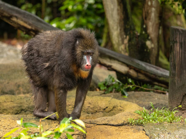 istock Mandrill monkey, Mandrillus sphinx, standing outdoors in a zoo 1131672186