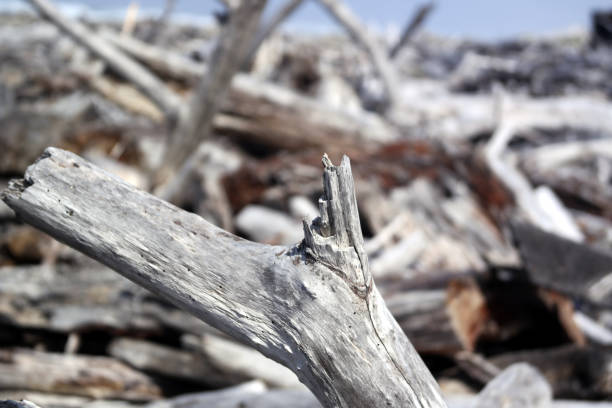Since much of Oregon is forested, often logs and branches find their way to the sea. Interesting and sometimes exotic driftwood will fill the shoreline after a winter storm.