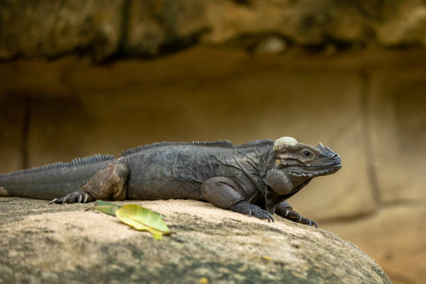 istock The Rhinoceros Iguana, Cyclura cornuta, resting on a rock. 1131673570