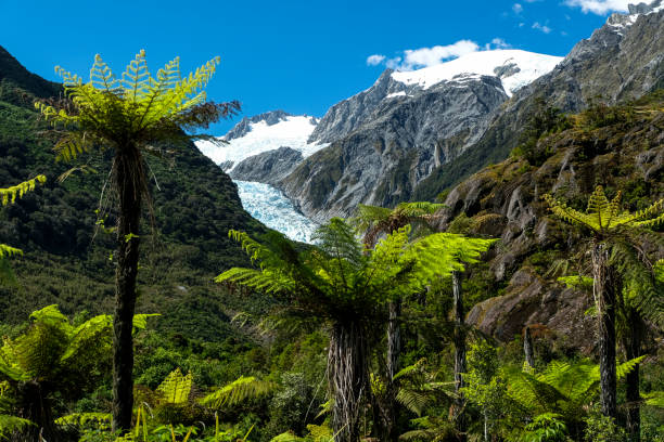 ледник франца-иосифа, новая зеландия - franz josef glacier стоковые фото и изображения