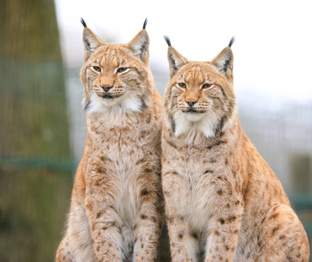 Lynx portrait