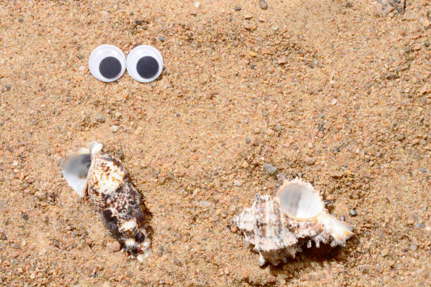 Googly eyes lying on the sea sand looking at sea shell, sand background. Two shells, close-up.