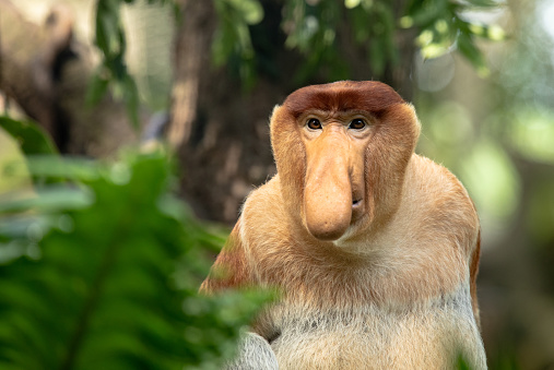 Retrato de un mono Proboscis macho con gran nariz photo