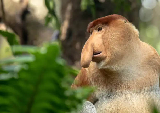 Portrait of a Male Proboscis Monkey with a big nose. Looking left.