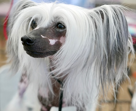 Dog Smorgasbord Stock Photo - Download Image Now - Hairless Chinese Crested  Dog, Animal, Animal Hair - iStock