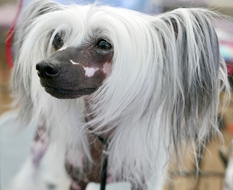 Dog Smorgasbord Stock Photo - Download Image Now - Hairless Chinese Crested Dog, Animal, Animal Hair - iStock Dog Smorgasbord Stock Photo - Download Image Now - Hairless Chinese Crested Dog, Animal, Animal Hair - iStock