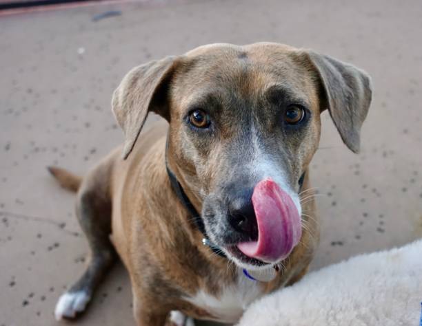 istock Dog Smorgasbord 1131677440