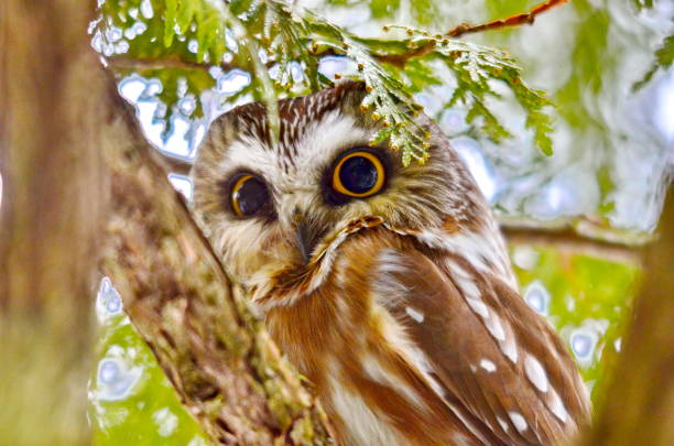 istock Northern Saw-whet Owl in the wild 1131678939
