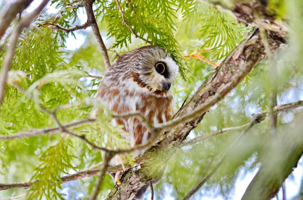 istock Northern Saw-whet Owl in the wild 1131679492