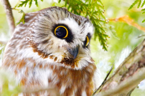 istock Northern Saw-whet Owl in the wild 1131679494