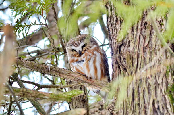 istock Northern Saw-whet Owl in the wild 1131679500