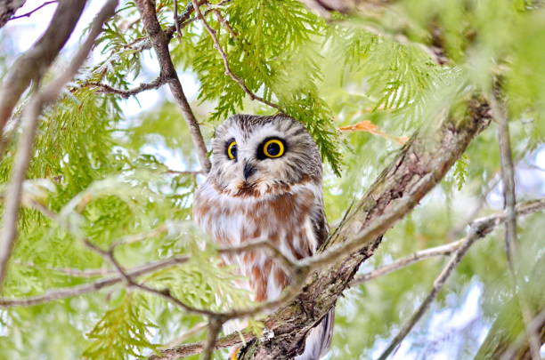 istock Northern Saw-whet Owl in the wild 1131679544
