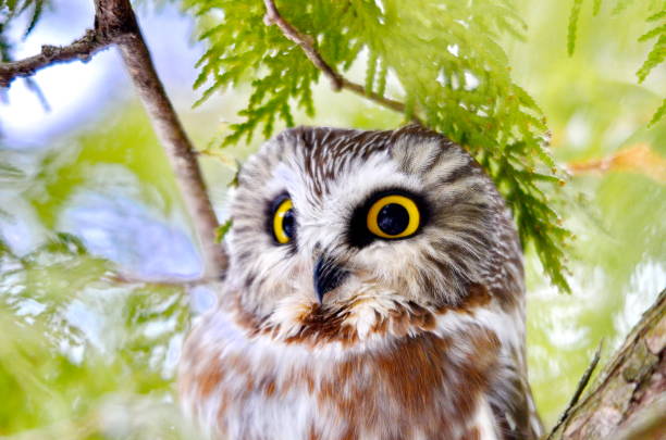 istock Northern Saw-whet Owl in the wild 1131679564