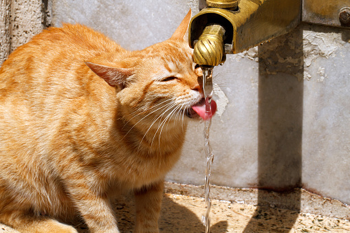 cat drinking from the fountain of water\