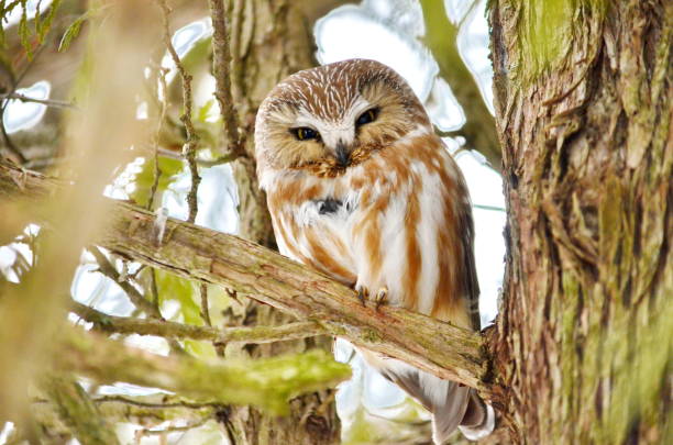istock Northern Saw-whet Owl in the wild 1131679657