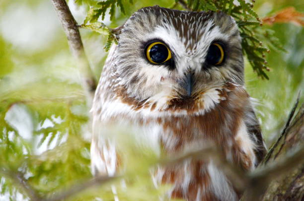 istock Northern Saw-whet Owl in the wild 1131679677