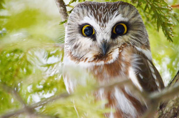 istock Northern Saw-whet Owl in the wild 1131679705