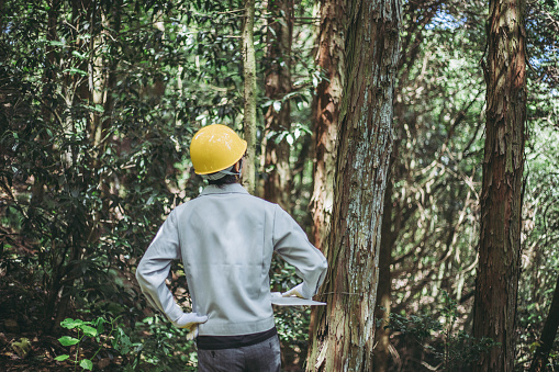 Asian man working with forestry