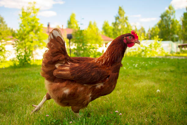 istock Lovely, brown chicken on a green grass 1131680988