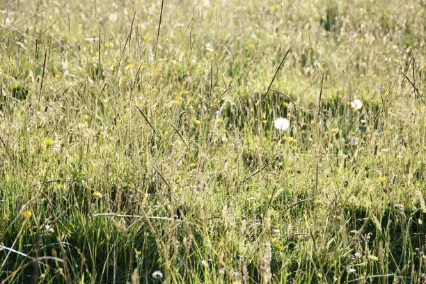 A Close-up of a wild meadow of grasses with sunlight on a summers day.